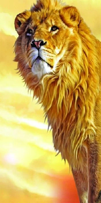 1c лев. Король лев кайон. Король лев 2 симба. Король лев 1 симба маленький. 1c лев.